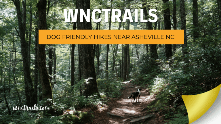 Dog Friendly Hikes Near Asheville Nc 