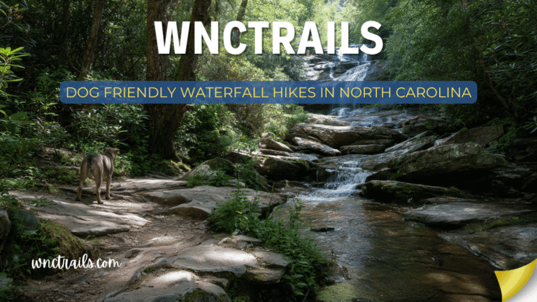 Dog Friendly Waterfall Hikes In North Carolina