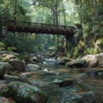 Mingus Creek NC – Quiet Forest Hike Near Cherokee 